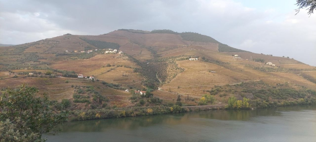 Vista Dão região vinha
