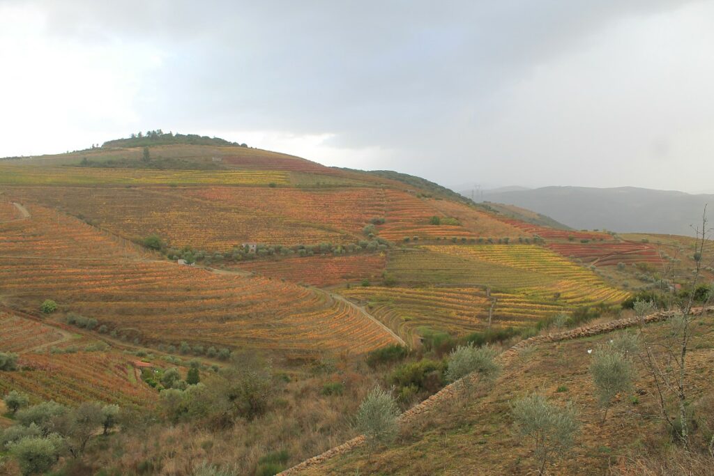 douro superior uvas