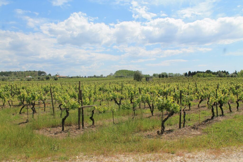 uvas da bairrada 1200