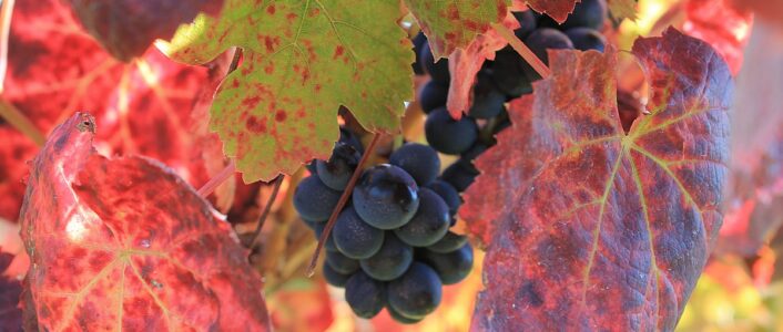 vinho uva 1200