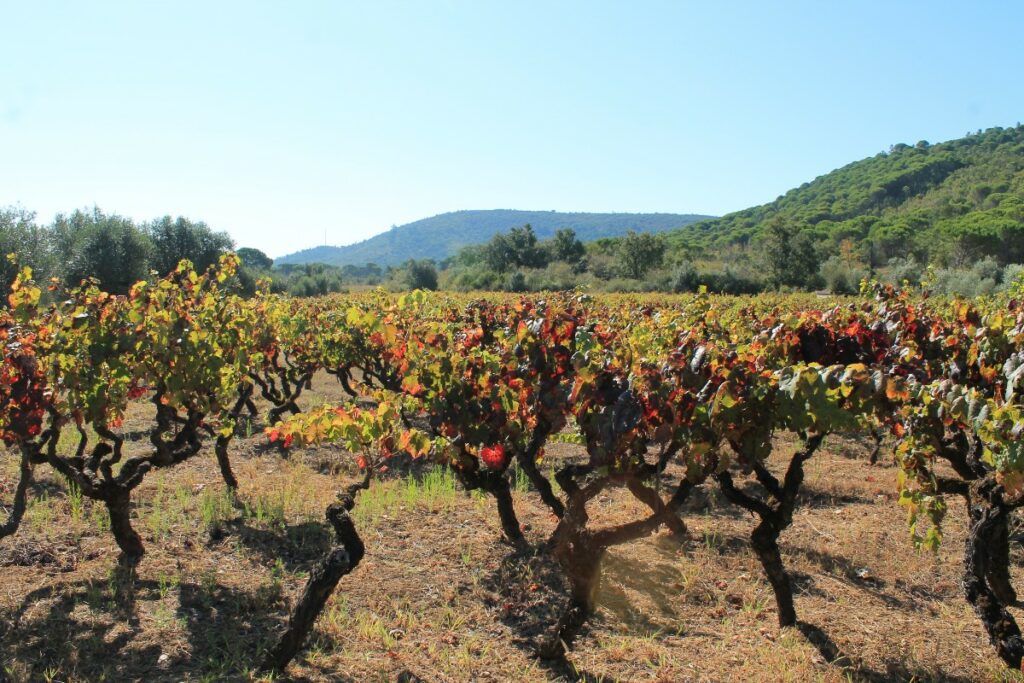 vinho uva planta 1200