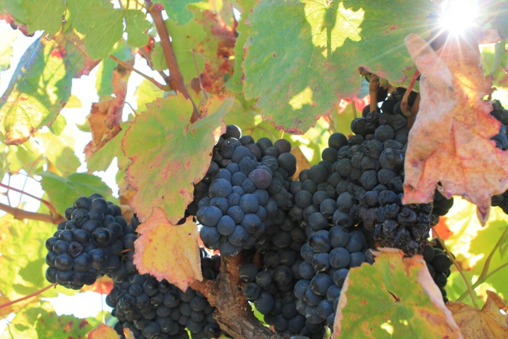 vinho uva preto 1200