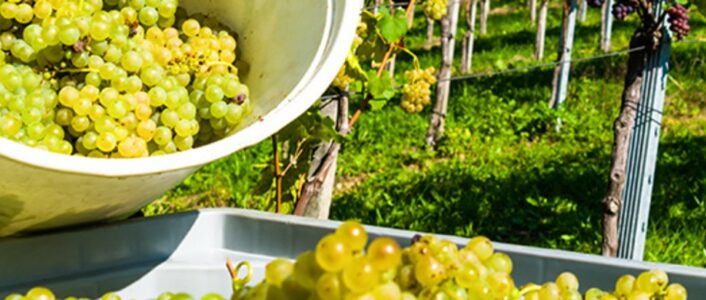 4feiras vinho verde set oct 2025