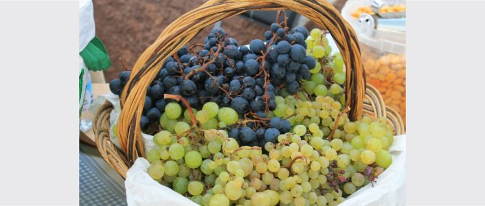 casta vinho tinto e branco portugal