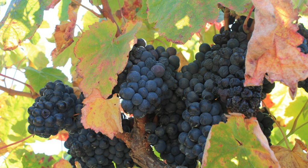 casta vinho tinto portugal 1200