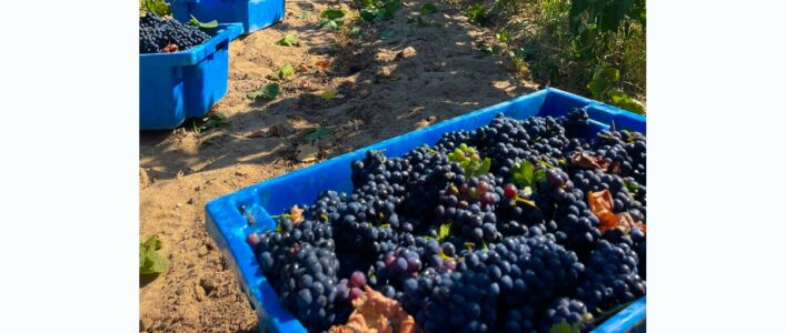 vindimas quinta da atela alpiarca 2025