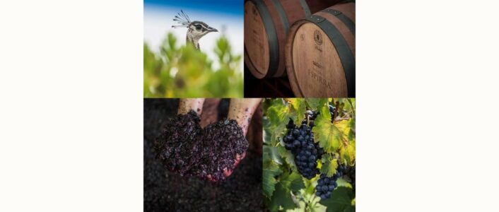 herdade espirra 2025
