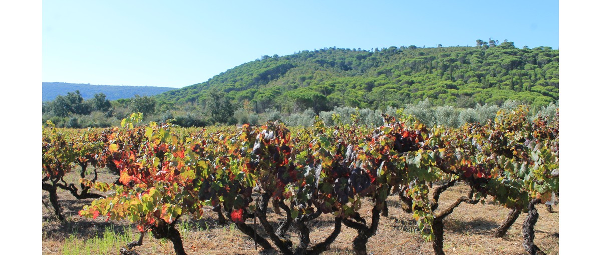 regioes vitiviniculos portugal
