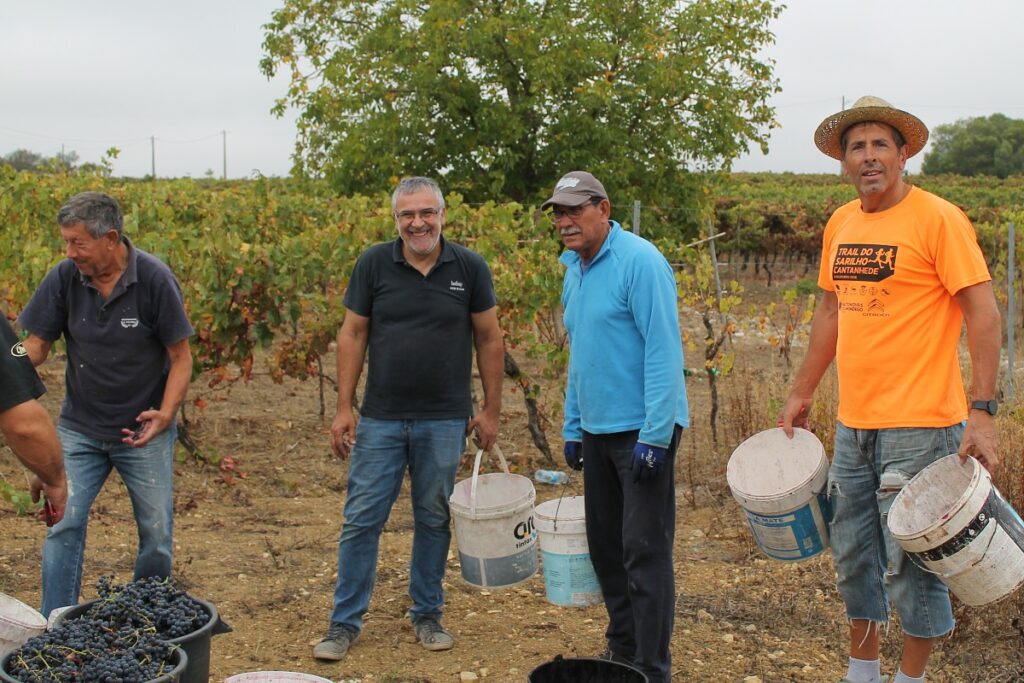 vindima bairrada bom ambiente