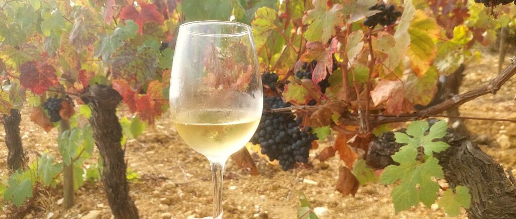 vindima bairrada copo e vinha