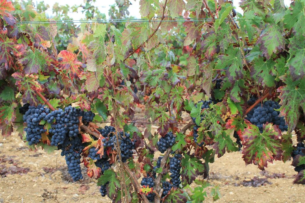 vindima bairrada tinta roriz uva