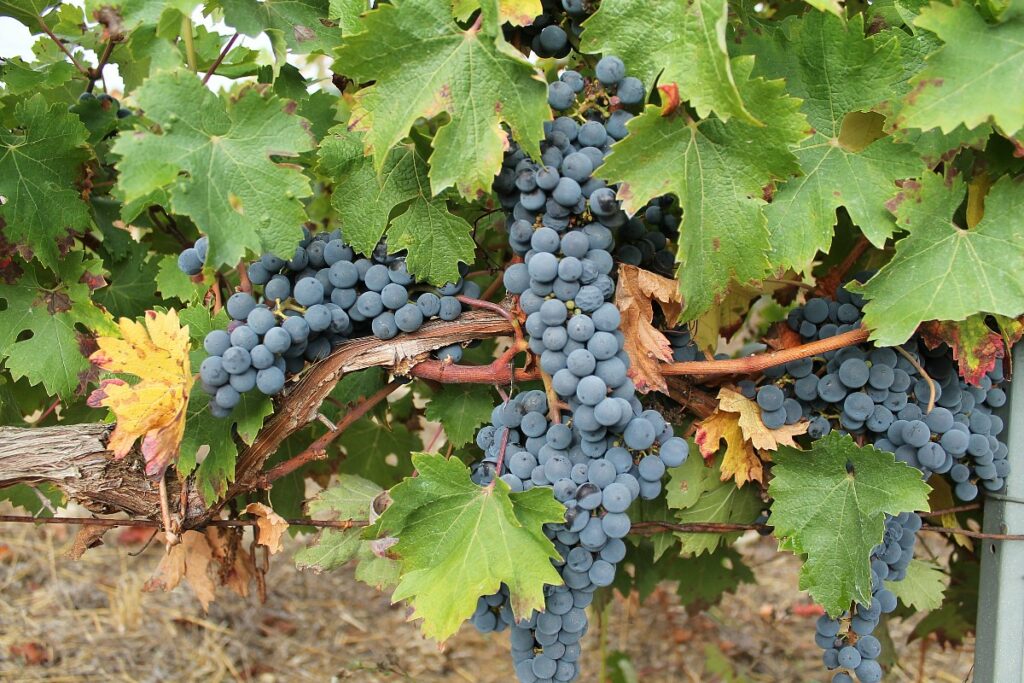 vindima bairrada vinha