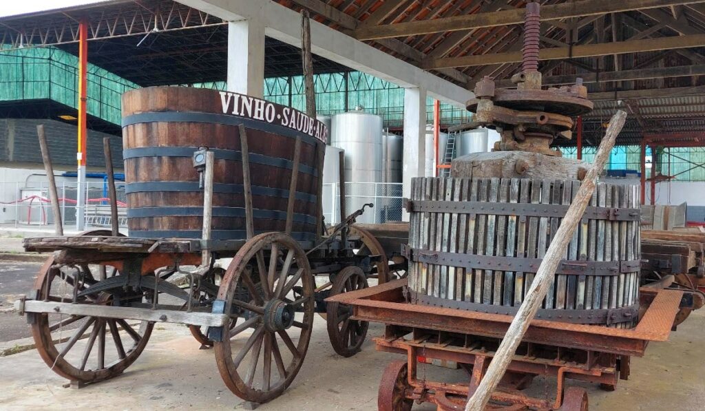 vindima vinho saude