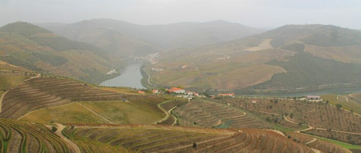 Medidas para valorizar os vinhos DOP Porto e DOC Douro 5 douro uvas 1200