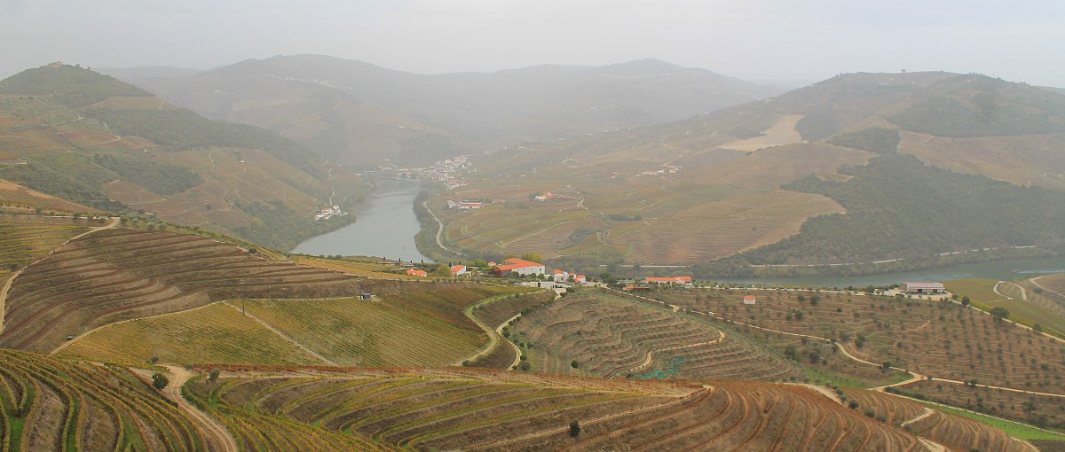 Medidas para valorizar os vinhos DOP Porto e DOC Douro 1 douro uvas 1200