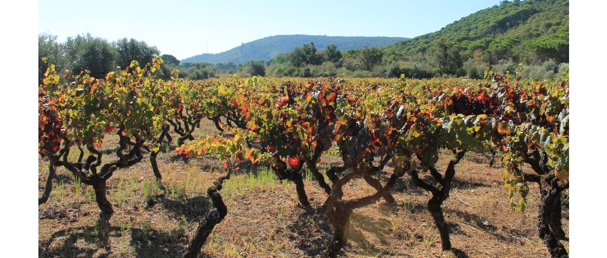 vinha portugal