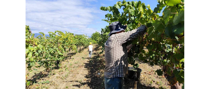 As Vindimas na Quinta de Soalheiro decorrem de 20 a 30 de agosto de 2026 em Melgaço. Participe na apanha das uvas e visite a Cave de Inovação.