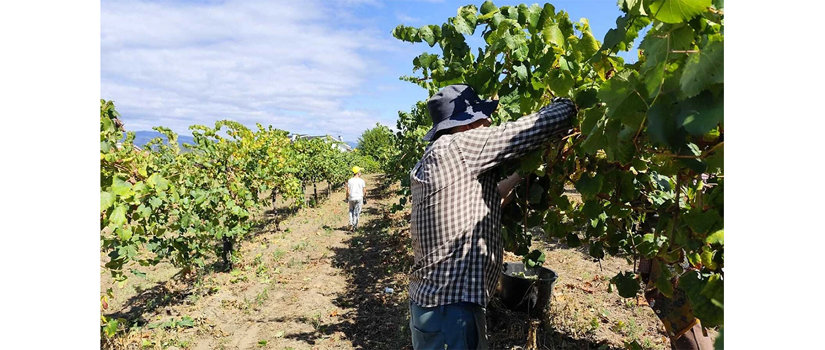 As Vindimas na Quinta de Soalheiro decorrem de 20 a 30 de agosto de 2026 em Melgaço. Participe na apanha das uvas e visite a Cave de Inovação.