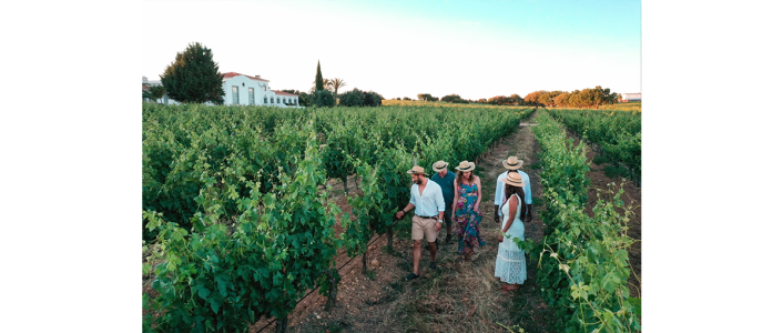 Participe nas Vindimas na João Portugal Ramos 2026 em Estremoz de 1 a 26 de setembro