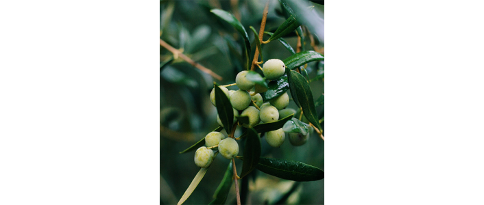 Participe na Rota da Biodiversidade da Casa Relvas a 21 de novembro no Alentejo. Passeio, prova de vinhos e almoço. Reserve já.